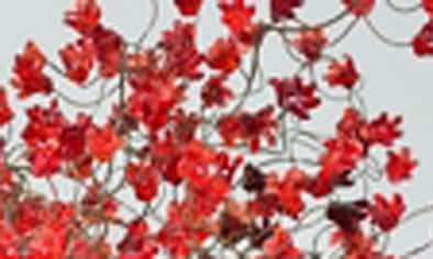 Large Red Flower Chandelier: Unique Hanging Light Fixture